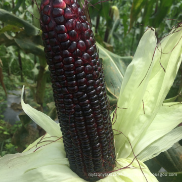 Purple organic sweet  corn seeds planter